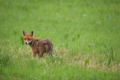Red fox (Vulpes vulpes) fawn secured in the meadow, Allgäu, Bavaria, Germany, Allgäu, Bavaria,
