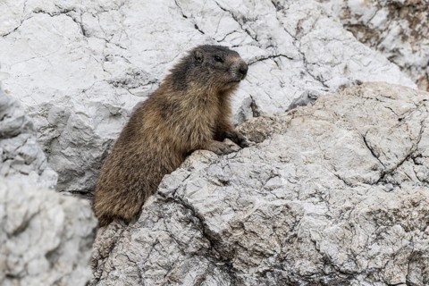 Marmot (Marmota marmota), Monte Baldo, Italy