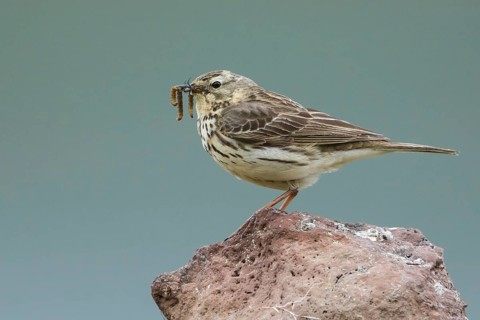 Meadow Pipit (Anthus pratensis) perched on a rock with food in its beak, Iceland
