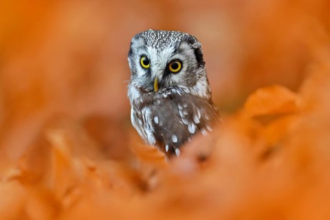 Owl, detail portrait of bird in the nature habitat, Germany. Fall wood in orange, Bird hidden in