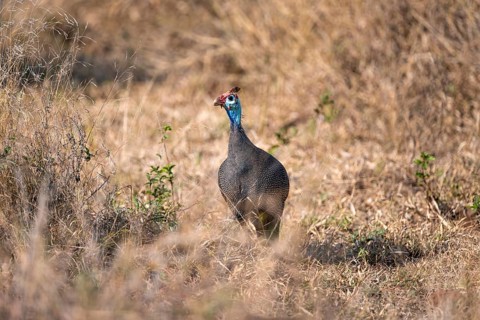 Helmeted guinea fowl (Numida meleagris), in dry grass, Kruger National Park, South Africa