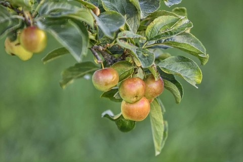 Ornamental apples hanging on a tree with blurred green background and natural atmosphere, Siegen,