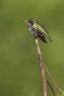Volcano Hummingbird (Selasphorus flammula), Costa Rica