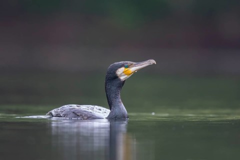 Great Cormorant (Phalacrocorax carbo), North Rhine-Westphalia, Germany