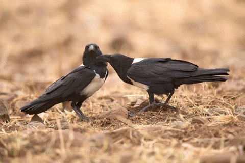 Pied Crow (Corvus albus) perched on the ground, Oromia, Ethiopia