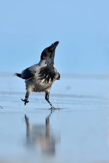 Hooded Crow (Corvus cornix) on a beach, Mecklenburg-Western Pomerania, Germany