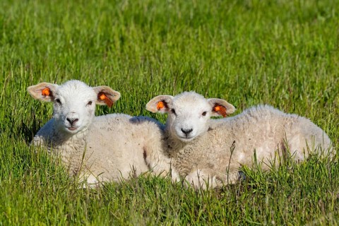 Sheep, (Ovis), animals, mammals, sheep, ear tag, two lambs, Varanger, Finnmark, Norway