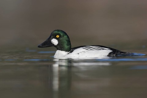 Common Goldeneye (Bucephala clangula) male, British Columbia, Canada