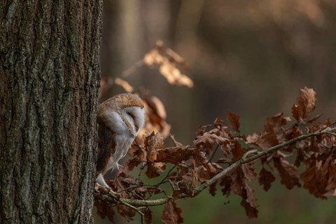 One barn owl (Tyto alba) sitting on a twig of a beech tree with some autumnal coloured leafs