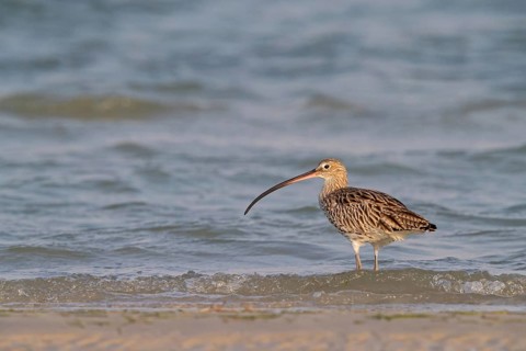 Eurasian curlew, curlew, (Numenius arquata), snipe family, biotope, habitat, feeding cue Al Ghidin,