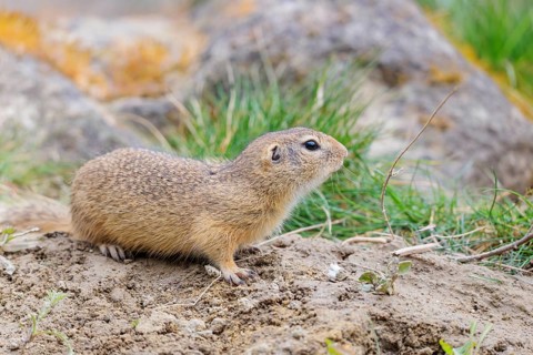 A fully grown European ground squirrel (Spermophilus citellus) sits in rocky terrain on a cloudy