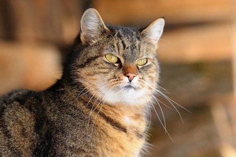 Close-up of a tabby cat with yellow eyes in front of blurred wood, domestic cat (Felis catus),