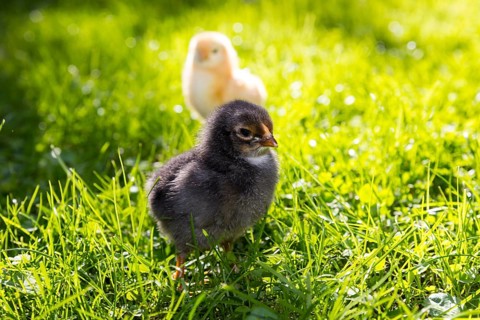 Chicks of domestic fowl (Gallus gallus domesticus) in the meadow