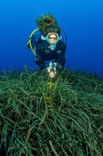 Diver looking at illuminated with underwater lamp seagrass meadow of aquatic plant Neptune grass