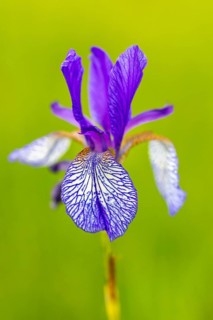 Siberian iris (Iris sibirica), Iris family (Iridaceae), Eriskircher Ried, Baden-Württemberg,