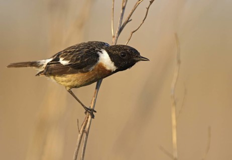 European Stonechat (Saxicola rubicola) male, Mecklenburg-Western Pomerania, Germany