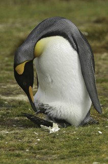 King Penguin (Aptenodytes patagonicus), Falkland Islands