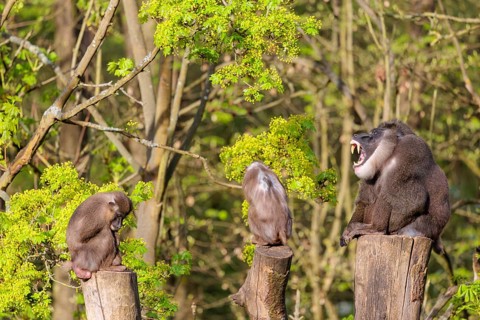 Three Drills (Mandrillus leucophaeus), a male and two females, sit high up on the three stumps of a