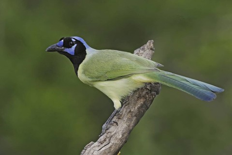 Green Jay (Cyanocorax luxuosus), Texas, USA