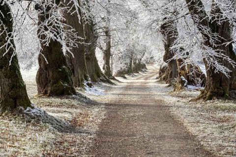 A path winds its way through snow-covered trees and creates a wintery tranquillity, Lindenallee