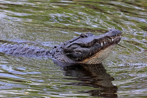 Mississippi Alligator (Alligator mississippiensis), pike alligator, adult, friendly, portrait,