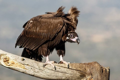 Cinereous Vulture (Aegypius monachus) perched on a branch, Castile and Leon, Spain