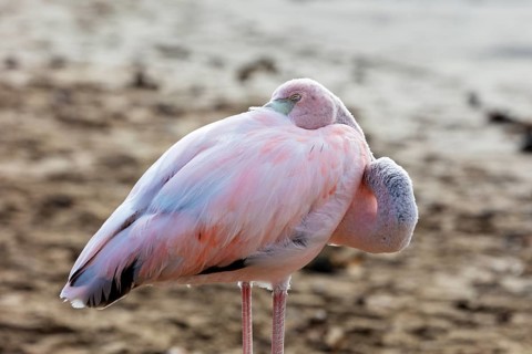 Flamingo (Phoenicopteridae), Galapagos, Ecuador