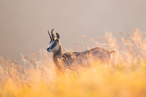 Chamois (Rupicapra rupicapra) on a meadow in the Vosges Mountains, wildlife, France