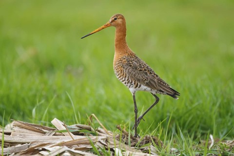 Black-tailed Godwit (Limosa limosa), Netherlands