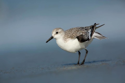 Sanderling (Calidris alba), Victoria, Australia