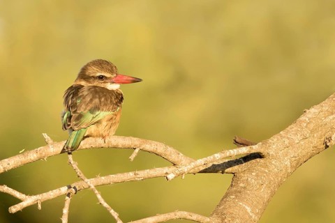 Bruinkapijsvogel jong zittend op tak, Brown-hooded Kingfisher juvenile sitting on branch