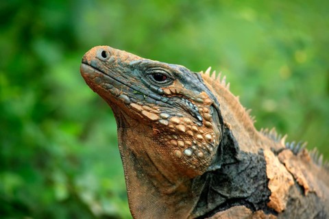 Blue iguana (Cyclura lewesi), Grand Cayman iguana, portrait, Grand Cayman, Cayman Islands