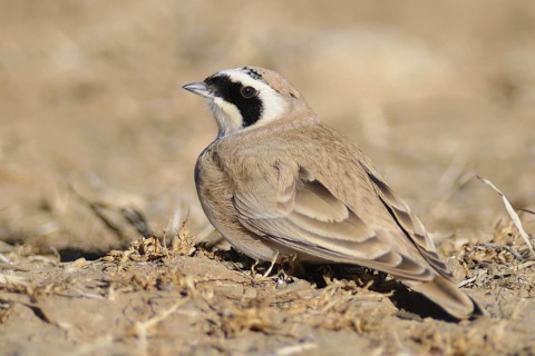 Horned Lark (Eremophila alpestris), Tibet, China