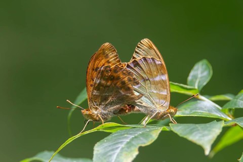 Silver-washed fritillary butterfly (Argynnis paphia) two adult insects mating on tree leaves in