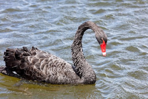 Black Swan (Cygnus atratus), Rotorua, Lake, New Zealand