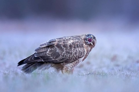 Common Buzzard (Buteo buteo) calling, Saxony-Anhalt, Germany