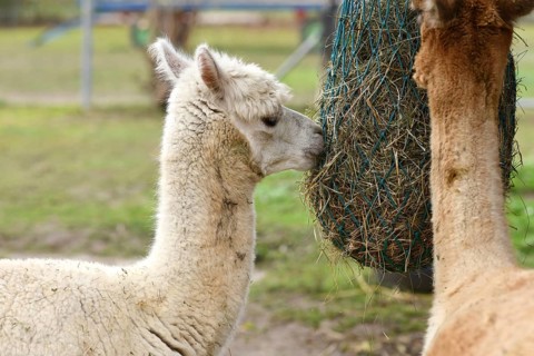 White alpaca feeding from hanging hay net