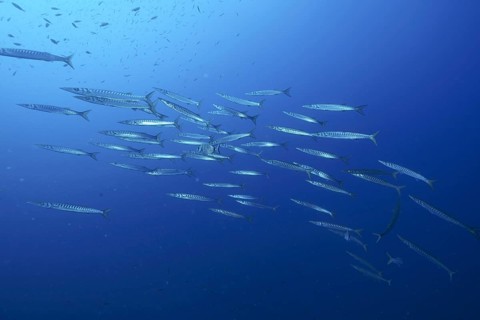 European barracuda (Sphyraena sphyraena)