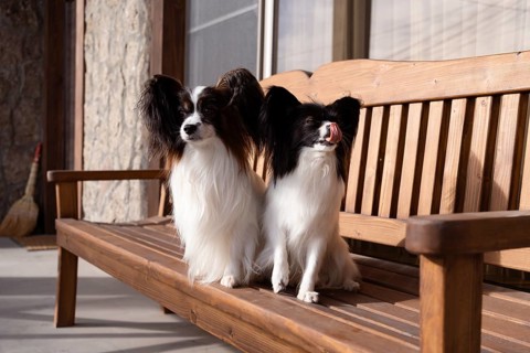 Two purebred Papillon dogs sit attentively on a wooden bench with their owner outside a cozy home,