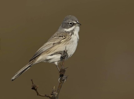 Sagebrush Sparrow (Artemisiospiza nevadensis), New Mexico, USA