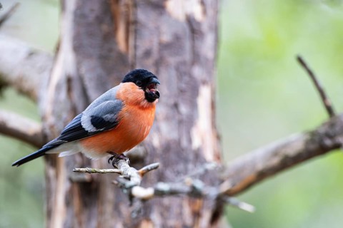 Bullfinch or bullfinch (Pyrrhula pyrrhula), male sitting on a branch with open beak, Kuusamo,
