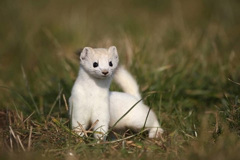 Large weasel (Mustela erminea) in white winter fur, Allgäu, Bavaria, Germany, Allgäu, Bavaria,