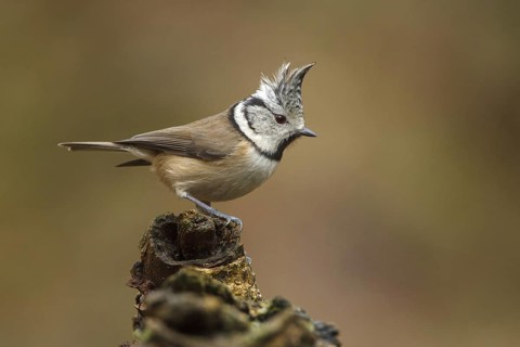 European Crested Tit (Lophophanes cristatus), Utrecht, Netherlands