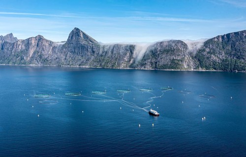Aerial view of a salmon farm, aquaculture in the Mefjord on Senja island, in the background the