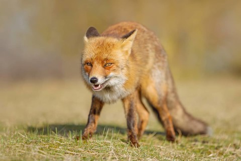 Rotfuchs, Vulpes vulpes Red Fox, Vulpes vulpes