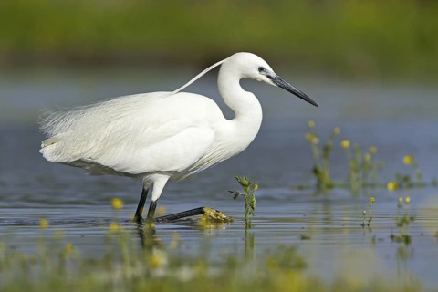 Little Egret (Egretta garzetta), Mallorca, Spain