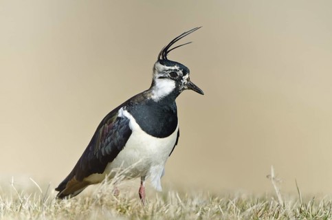 Northern Lapwing (Vanellus vanellus), Schleswig-Holstein, Germany