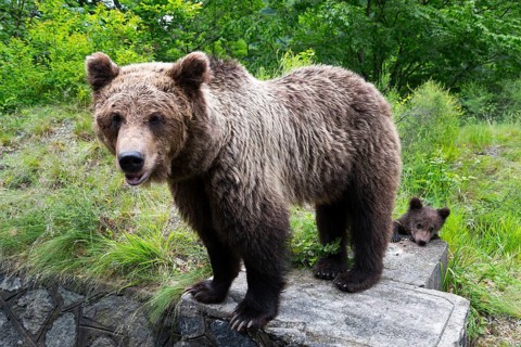 A large brown bear stands on a boulder in the forest with a bear young nearby, European brown bear