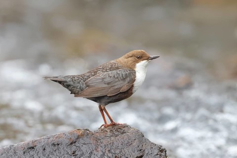 White-throated Dipper (Cinclus cinclus) on a stone on the bank of a river, wildlife, nature