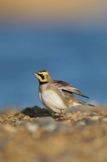 Shore lark or Horned lark (Eremophila alpestris) adult bird on a beach, Suffolk, England, United